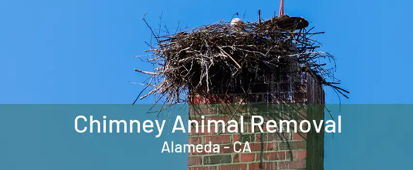 Chimney Animal Removal Alameda - CA